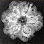 1MK(Underdeveloped) 24.4mm 4.65gm - Xray