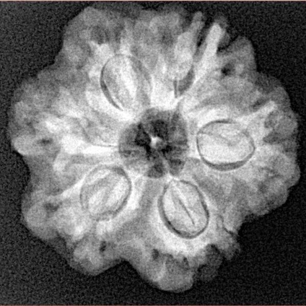 1MK(Underdeveloped) 24.4mm 4.65gm - Xray