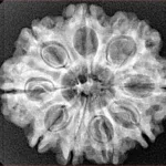 9 Mukhi Rudraksha 26.8mm 4.41gm - Xray