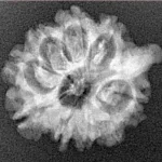 9 Mukhi Ganesh 23.4mm 2.42gm - Xray