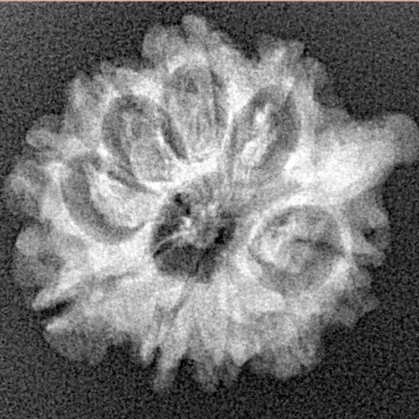 9 Mukhi Ganesh 23.4mm 2.42gm - Xray