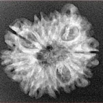 10 Mukhi Ganesh 24.3mm 2.74gm - Xray