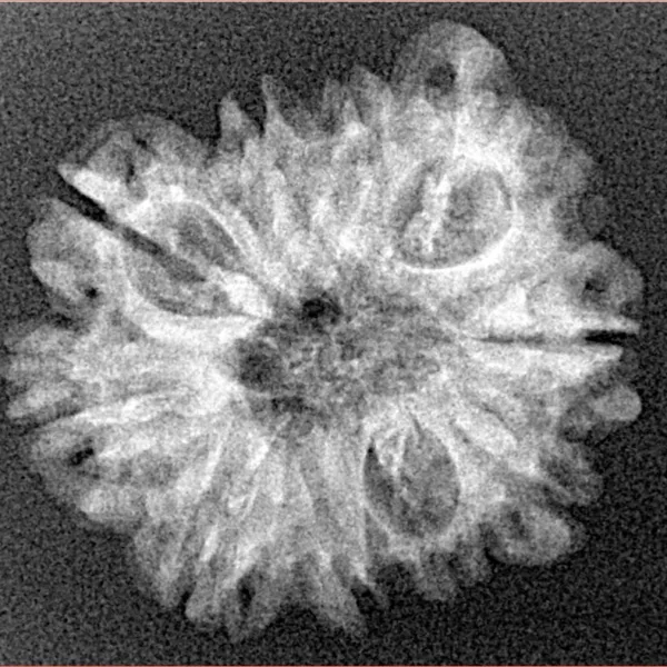 10 Mukhi Ganesh 24.3mm 2.74gm - Xray