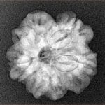 1MK(Underdeveloped) 23mm 3.71gm - Xray