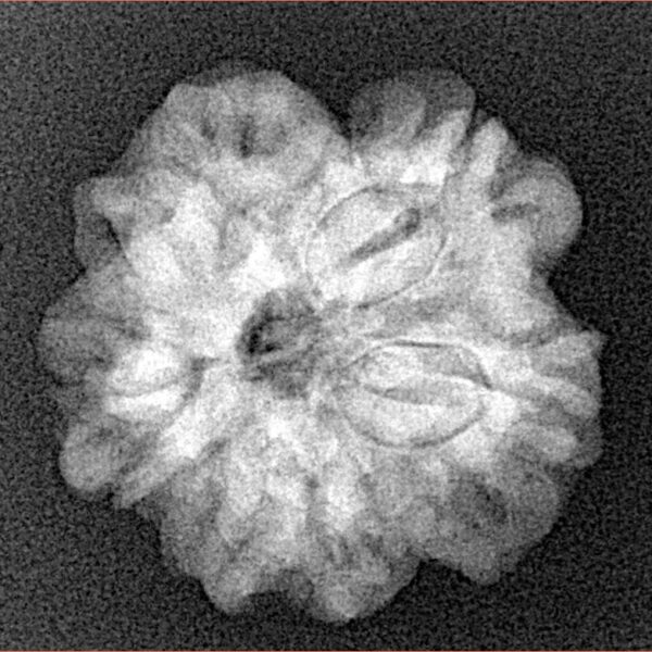 1MK(Underdeveloped) 23mm 3.71gm - Xray