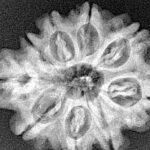 9 Mukhi Rudraksha 26.8mm 4.57gm - Xray