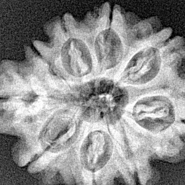 9 Mukhi Rudraksha 26.8mm 4.57gm - Xray