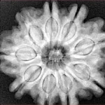 9 Mukhi Rudraksha 27.9mm 7.32gm - Xray