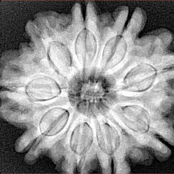 9 Mukhi Rudraksha 27.9mm 7.32gm - Xray