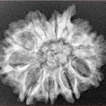 10 Mukhi Ganesh 27.5mm 3.57gm - Xray