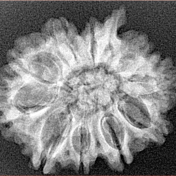 10 Mukhi Ganesh 27.5mm 3.57gm - Xray