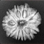 10 Mukhi Rudraksha 23.1mm 3.58gm - Xray