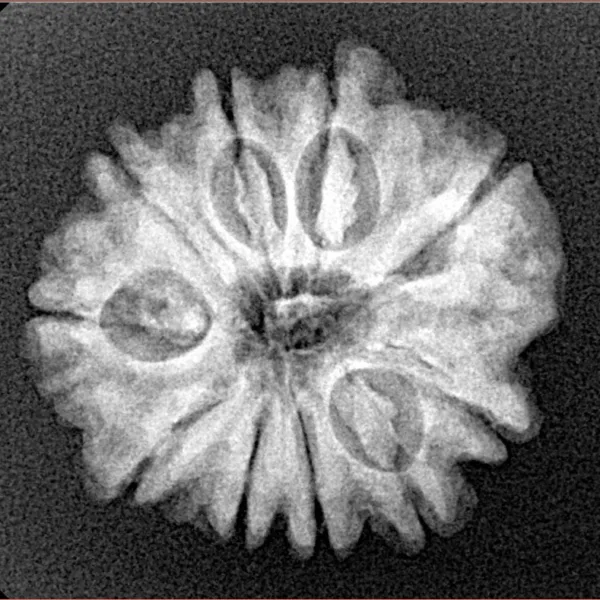 10 Mukhi Rudraksha 23.1mm 3.58gm - Xray