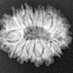 16 Mukhi Rudraksha 24mm 3.19gm - Xray