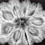 9 Mukhi Rudraksha 32.9mm 10.2gm - Xray