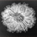 11 Mukhi Ganesh 24.1mm 3.87gm - Xray