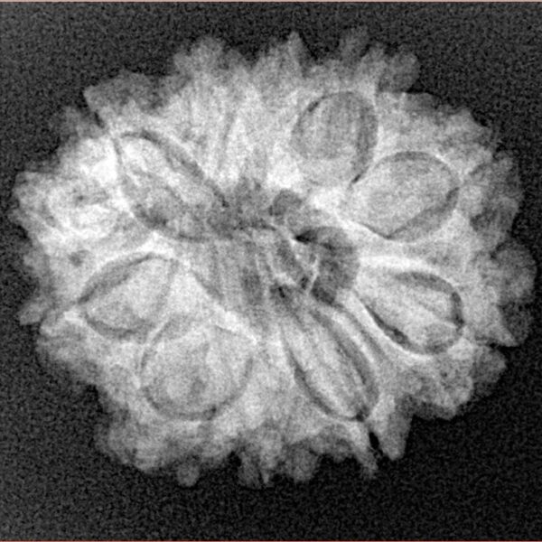 11 Mukhi Ganesh 24.1mm 3.87gm - Xray