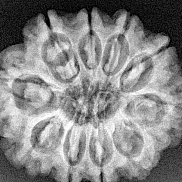 10 Mukhi Rudraksha 28.6mm 5.67gm - Xray