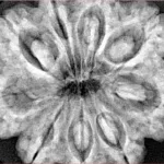 9 Mukhi Rudraksha 32.4mm 8.45gm - Xray