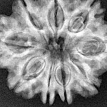 9 Mukhi Rudraksha 30.2mm 6.63gm - Xray