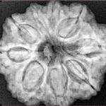 9 Mukhi Rudraksha 29.2mm 6.74gm - Xray