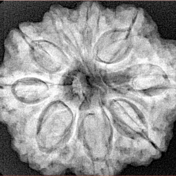 9 Mukhi Rudraksha 29.2mm 6.74gm - Xray
