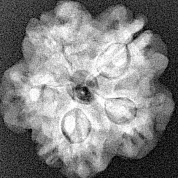 1MK(Underdeveloped) 23.1mm 3.77gm - Xray