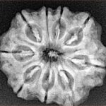 9 Mukhi Rudraksha 25.4mm 4.45gm - Xray