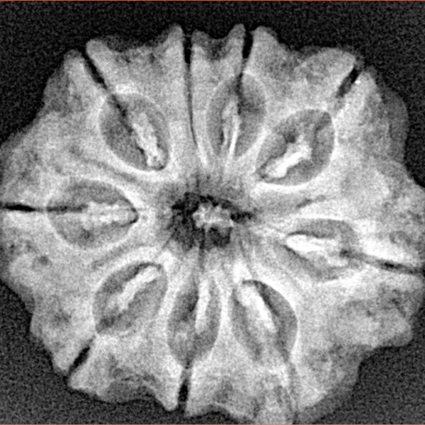 9 Mukhi Rudraksha 25.4mm 4.45gm - Xray