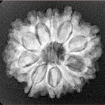 10 Mukhi Rudraksha 24.1mm 3.8gm - Xray