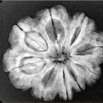 9 Mukhi Rudraksha 26mm 5gm - Origin: Nepal - Xray