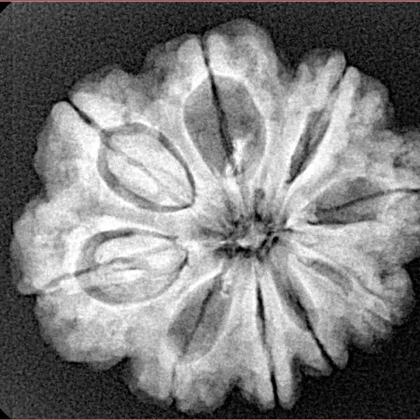 9 Mukhi Rudraksha 26mm 5gm - Origin: Nepal - Xray