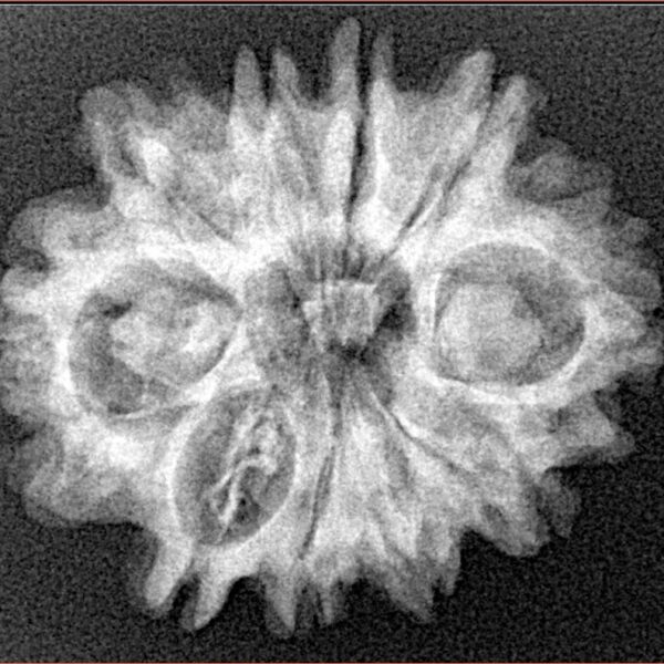10 Mukhi Rudraksha 25.9mm 4.09gm - Xray