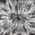 11 Mukhi Rudraksha 38.5mm 9gm - Xray