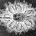 9 Mukhi Rudraksha 25.7mm 4.07gm - Xray