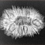 16 Mukhi Rudraksha 26.6mm 3.38gm - Xray