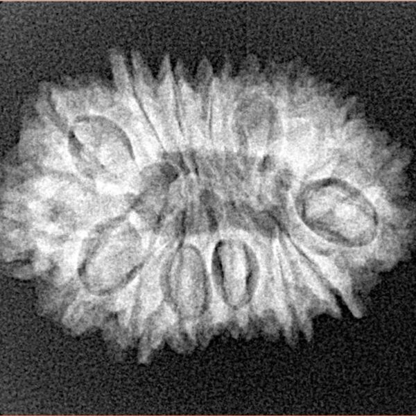 16 Mukhi Rudraksha 26.6mm 3.38gm - Xray