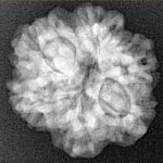 1MK(Underdeveloped) 22.7mm 3.36gm - Xray