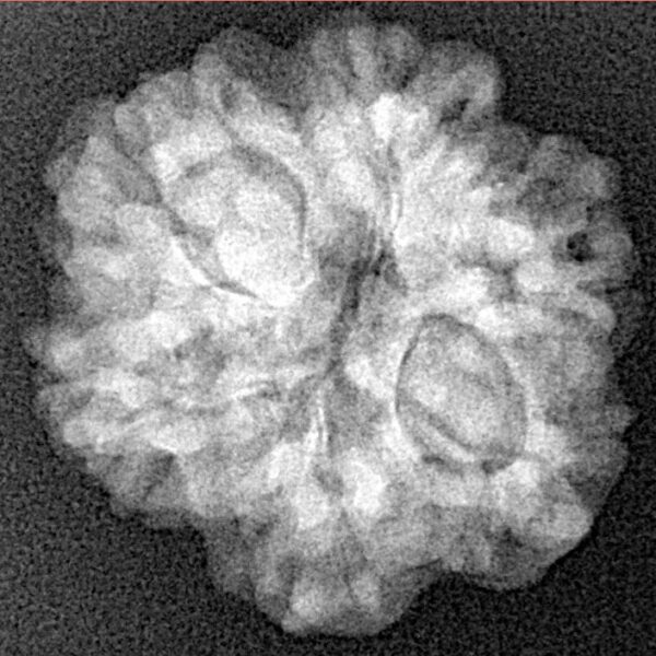 1MK(Underdeveloped) 22.7mm 3.36gm - Xray