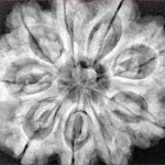 9 Mukhi Rudraksha 30.6mm 8.3gm - Xray