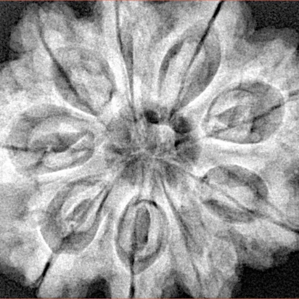 9 Mukhi Rudraksha 30.6mm 8.3gm - Xray