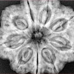 9 Mukhi Rudraksha 30.7mm 8.08gm - Xray