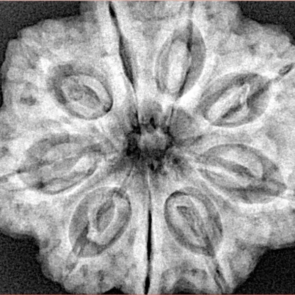 9 Mukhi Rudraksha 30.7mm 8.08gm - Xray