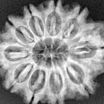 10 Mukhi Rudraksha 29.7mm 6.11gm - Xray