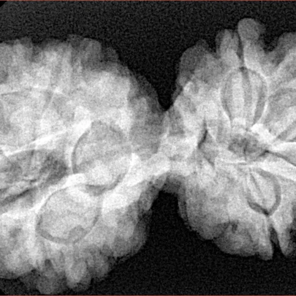 8 MK Gaurishankar 38.2mm 8.08gm - Xray