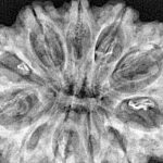 11 Mukhi Rudraksha 34.8mm 6.3gm - Xray