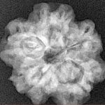 1MK(Underdeveloped) 23.6mm 4.07gm - Xray