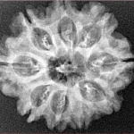9 Mukhi Rudraksha 26.3mm 3.77gm - Xray