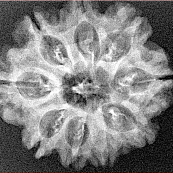 9 Mukhi Rudraksha 26.3mm 3.77gm - Xray