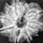 9 Mukhi Rudraksha 26mm 5gm - Xray